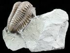 Inflated, Flexicalymene Trilobite - Ohio #57869-1
